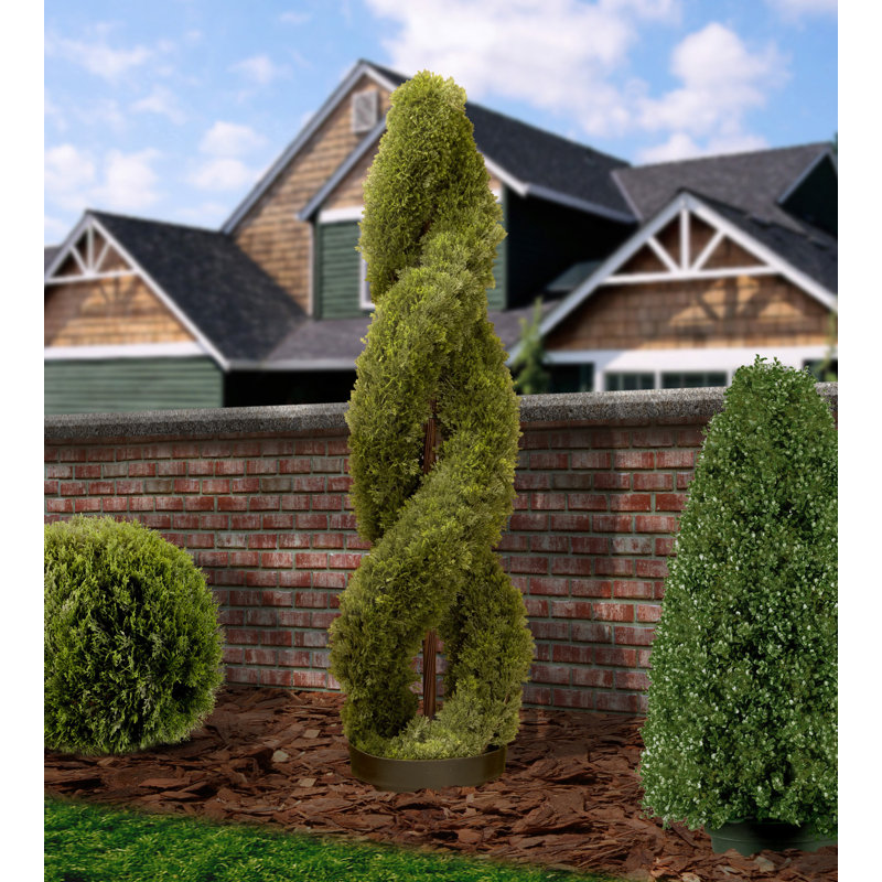 Double Spiral Round Topiary in Pot & Reviews Birch Lane